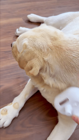 MauBrush™ Spray Pet Brush